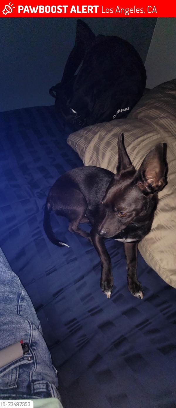 Lost Male Dog last seen MacArthur Park, Los Angeles, CA 90057