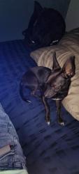 Lost Male Dog last seen MacArthur Park, Los Angeles, CA 90057