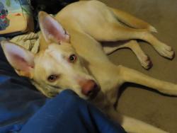 Lost Female Dog last seen around the junction of W 21st and SE 90th in that area, Galena, KS 66739
