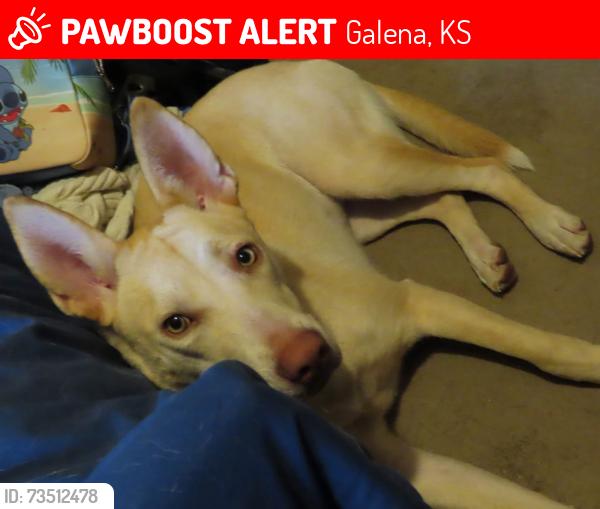 Lost Female Dog last seen around the junction of W 21st and SE 90th in that area, Galena, KS 66739