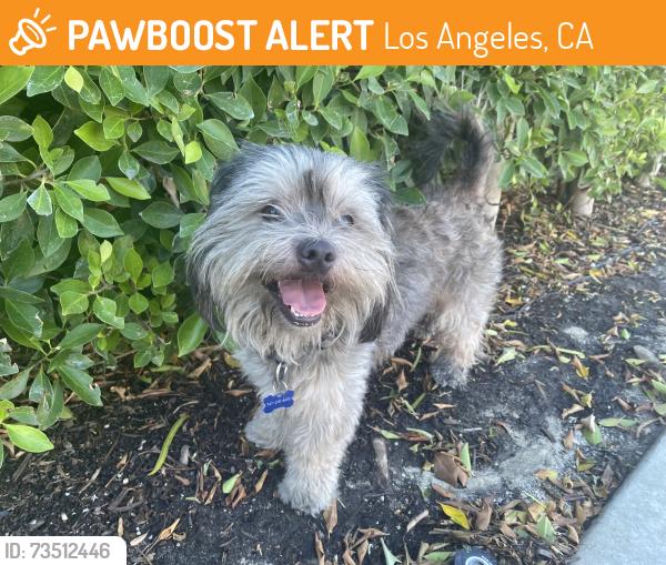 Found/Stray Male Dog last seen Branford & Kirkham Streets, Los Angeles, CA 91331