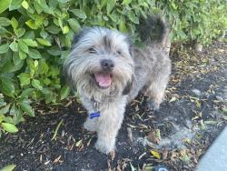 Found/Stray Male Dog last seen Branford & Kirkham Streets, Los Angeles, CA 91331