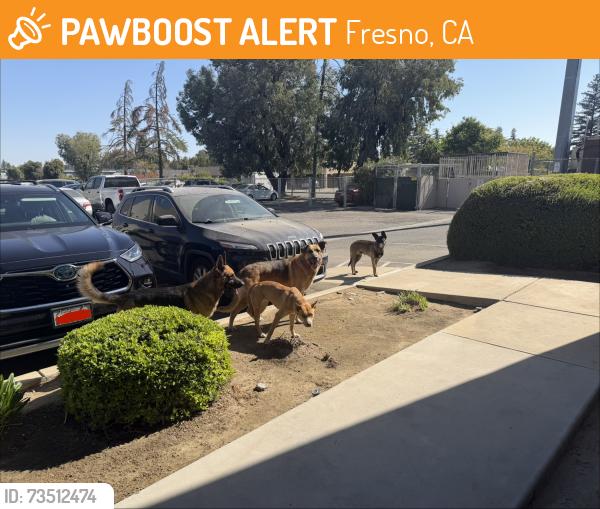 Found/Stray Male Dog last seen N. Winery Ave & E. Clinton Way, Fresno, CA 93727