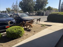 Found/Stray Male Dog last seen N. Winery Ave & E. Clinton Way, Fresno, CA 93727