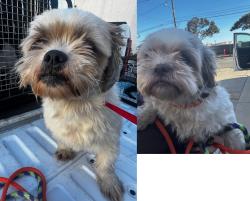 Found/Stray Unknown Dog last seen Near block and Mansel Ave, Lawndale, CA 90260