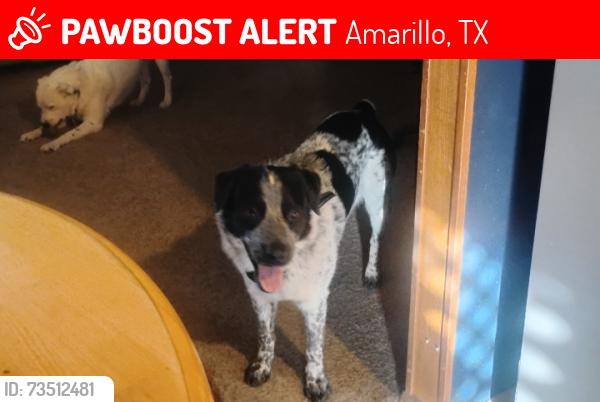 Lost Male Dog last seen Washington, 10th Street, Amarillo, TX 79101