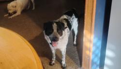 Lost Male Dog last seen Washington, 10th Street, Amarillo, TX 79101