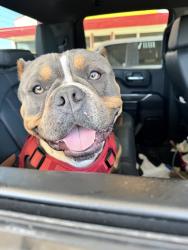 Lost Male Dog last seen Beach St, Fort Worth, TX 76111