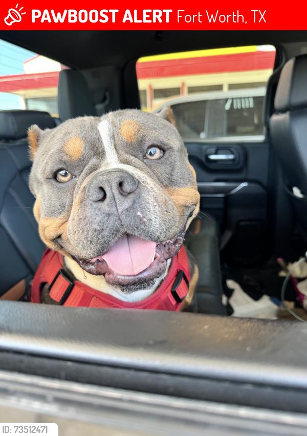 Lost Male Dog last seen Beach St, Fort Worth, TX 76111