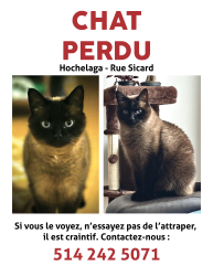 Lost Male Cat last seen Sicard/Hochelaga, proche Parc Olympique, Montréal, QC H1V 2Y7