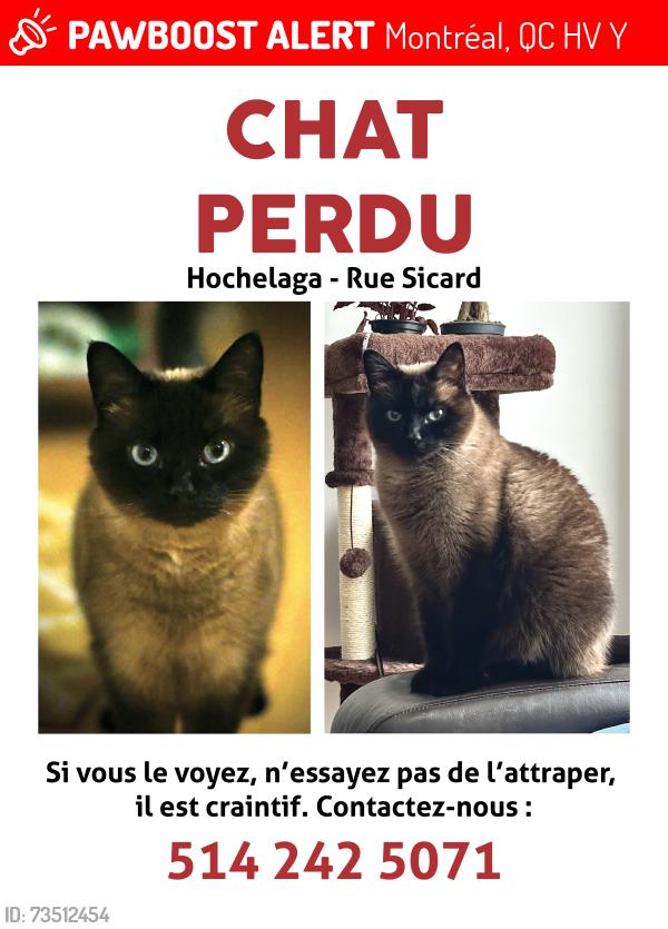 Lost Male Cat last seen Sicard/Hochelaga, proche Parc Olympique, Montréal, QC H1V 2Y7