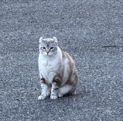 Lost Female Cat last seen Howard Cort, goshen NY, Goshen, NY 10924
