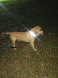 Lost Male Dog last seen US 17-92 and 44 , he could be to lake county by now., DeLand, FL 32720