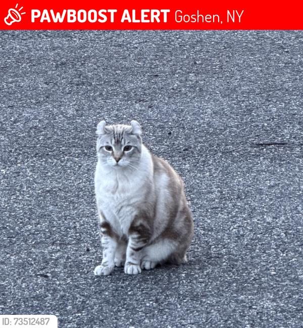 Lost Female Cat last seen Howard Cort, goshen NY, Goshen, NY 10924