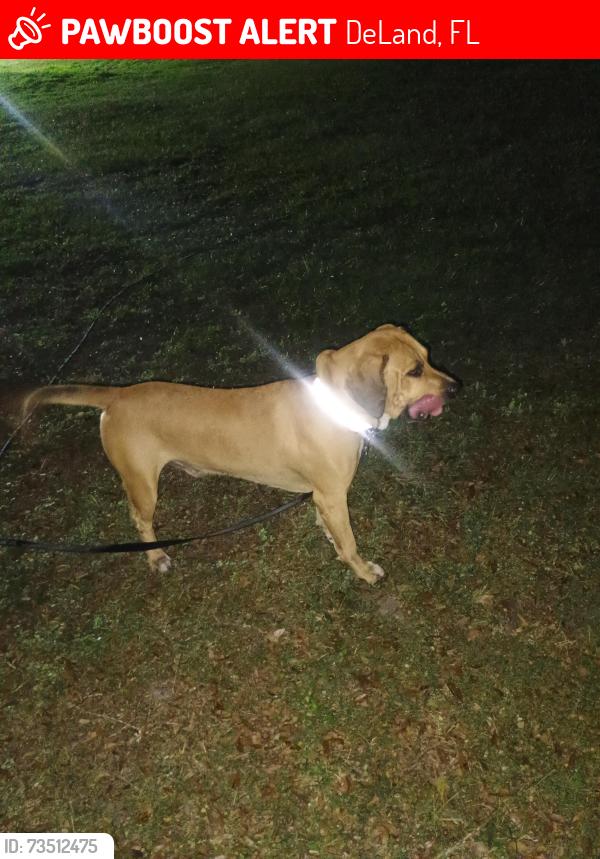 Lost Male Dog last seen US 17-92 and 44 , he could be to lake county by now., DeLand, FL 32720