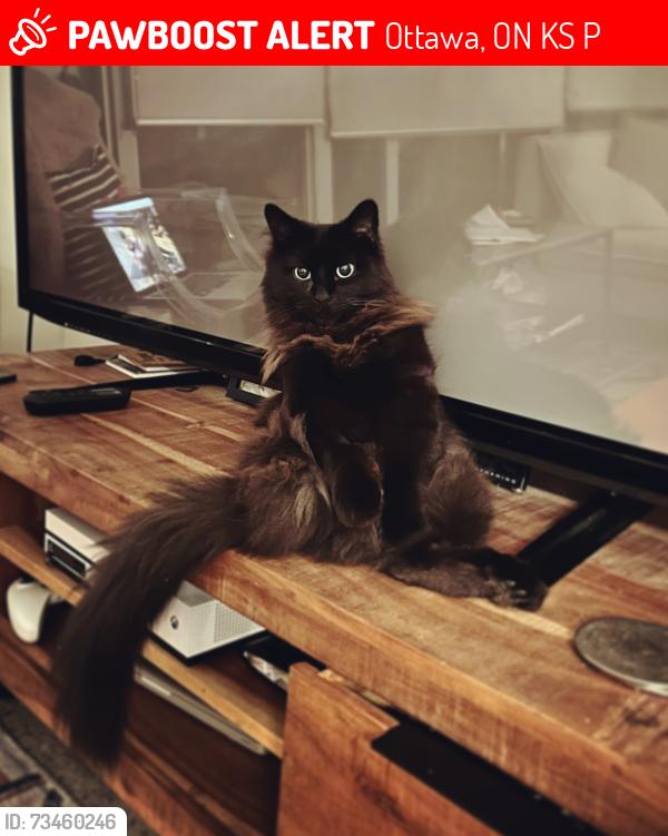 Lost Female Cat last seen Coriolis court, Ottawa, ON K2S 0P3