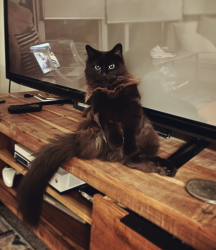 Lost Female Cat last seen Coriolis court, Ottawa, ON K2S 0P3