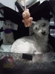 Lost Male Dog last seen Jones @ windmill, Las Vegas, NV 89139