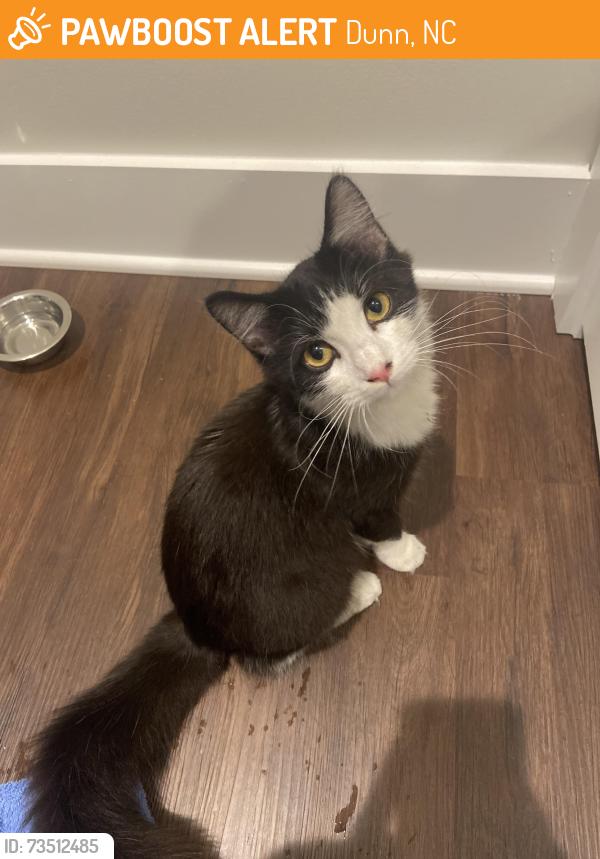 Found/Stray Male Cat last seen E Harnett St & N Washington Ave, Dunn, NC 28334