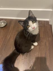 Found/Stray Male Cat last seen E Harnett St & N Washington Ave, Dunn, NC 28334