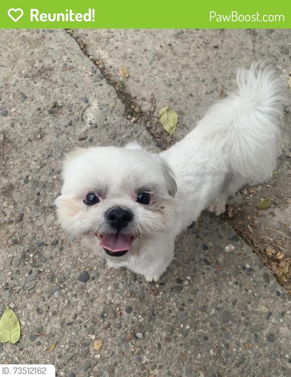 Reunited Male Dog last seen Near Eastern Ave, Indianapolis, IN 46201, USA, Indianapolis, IN 46201