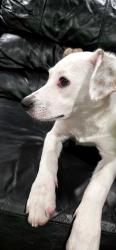 Reunited Male Dog last seen Warrior, Grand Prairie, TX 75052
