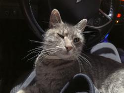 Found/Stray Female Cat last seen Division Street, near Tony's Coffee, Bellingham, WA 98226