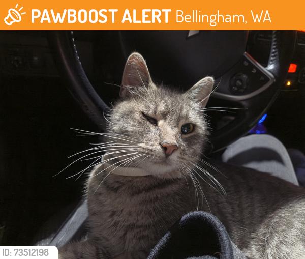 Found/Stray Female Cat last seen Division Street, near Tony's Coffee, Bellingham, WA 98226
