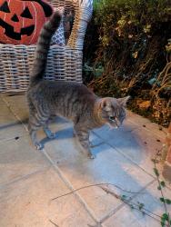 Found/Stray Unknown Cat last seen Near windmill ridge dr, Rockwall, TX 75032