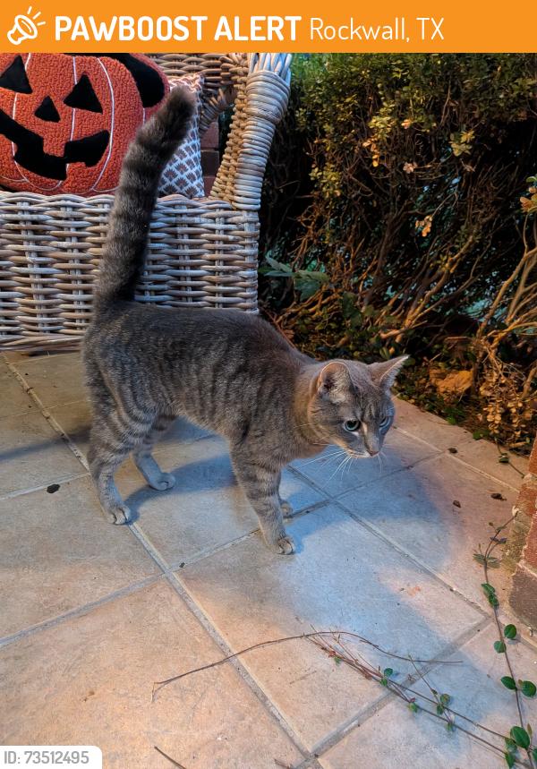 Found/Stray Unknown Cat last seen Near windmill ridge dr, Rockwall, TX 75032