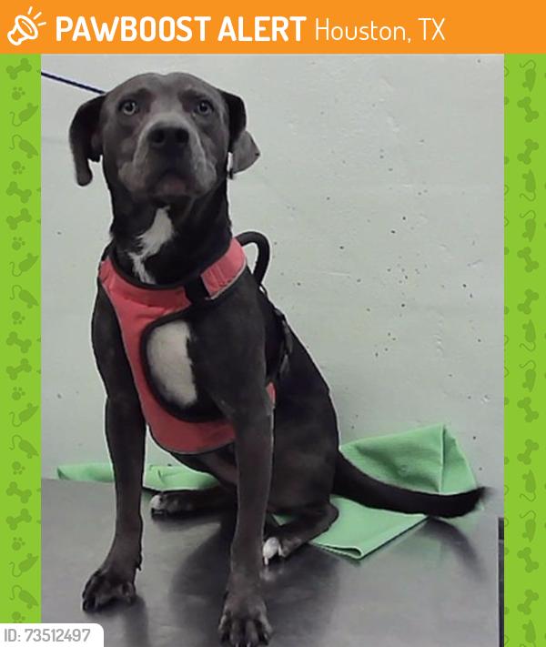 Found/Stray Male Dog last seen Near Block Stroud Dr 77074, Houston, TX 77074