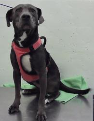 Found/Stray Male Dog last seen Near Block Stroud Dr 77074, Houston, TX 77074