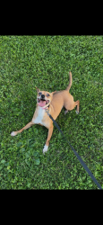 Reunited Female Dog last seen Near county mm, Fitchburg, WI 53711