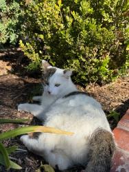 Found/Stray Unknown Cat last seen Maplewood and E. Collins, Orange, CA 92867