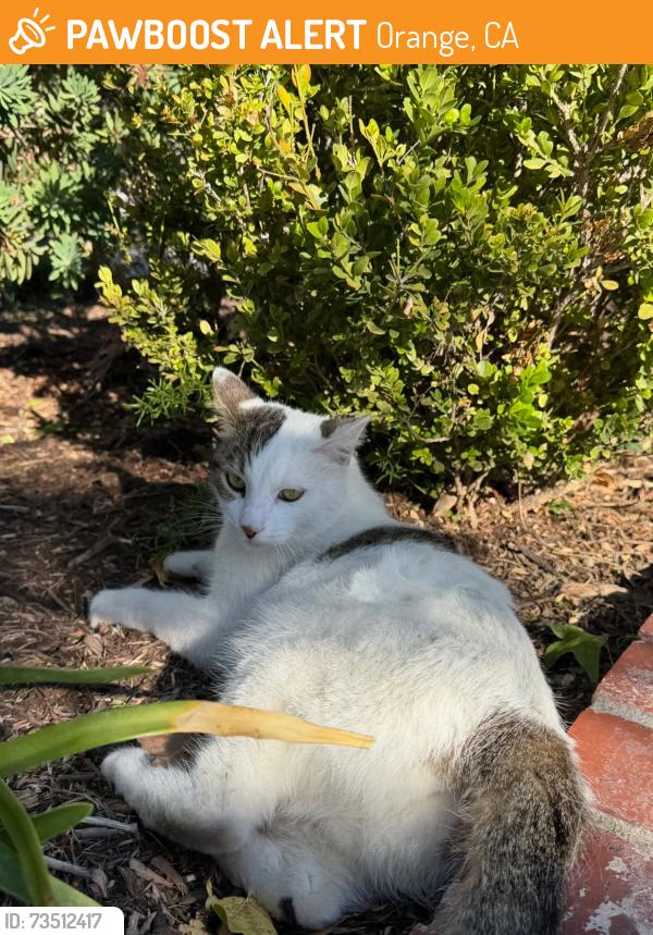 Found/Stray Unknown Cat last seen Maplewood and E. Collins, Orange, CA 92867