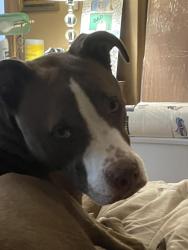 Reunited Male Dog last seen 112th ave and Colorado Blvd. Thornton, Thornton, CO 80233