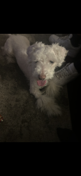 Reunited Male Dog last seen 236th st sw Mountlake terrace, 98043, Mountlake Terrace, WA 98043