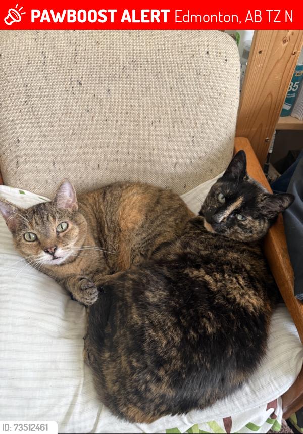 Lost Female Cat last seen Near 93 ST NW, Edmonton, AB T5Z 2N4