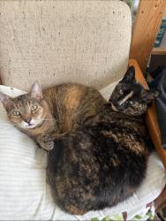 Lost Female Cat last seen Near 93 ST NW, Edmonton, AB T5Z 2N4