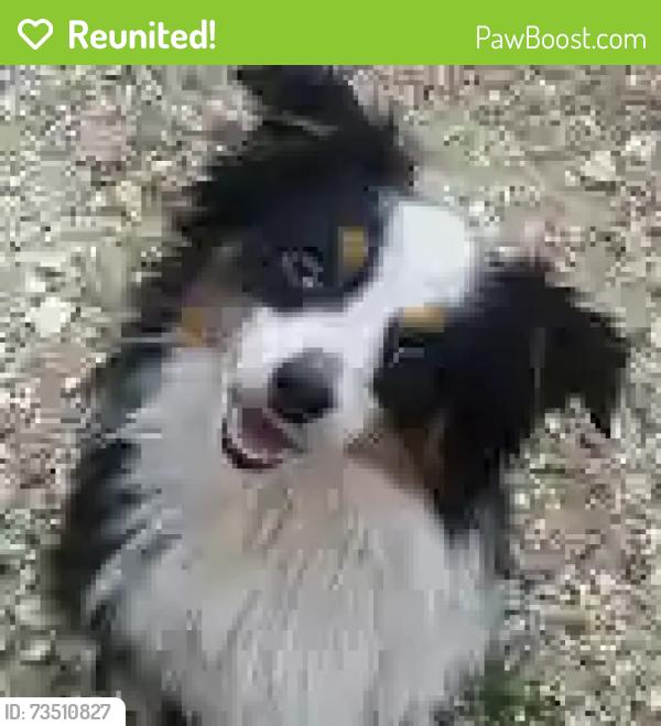 Reunited Female Dog last seen Dowdell @ Root Rd, Klein, TX 77389