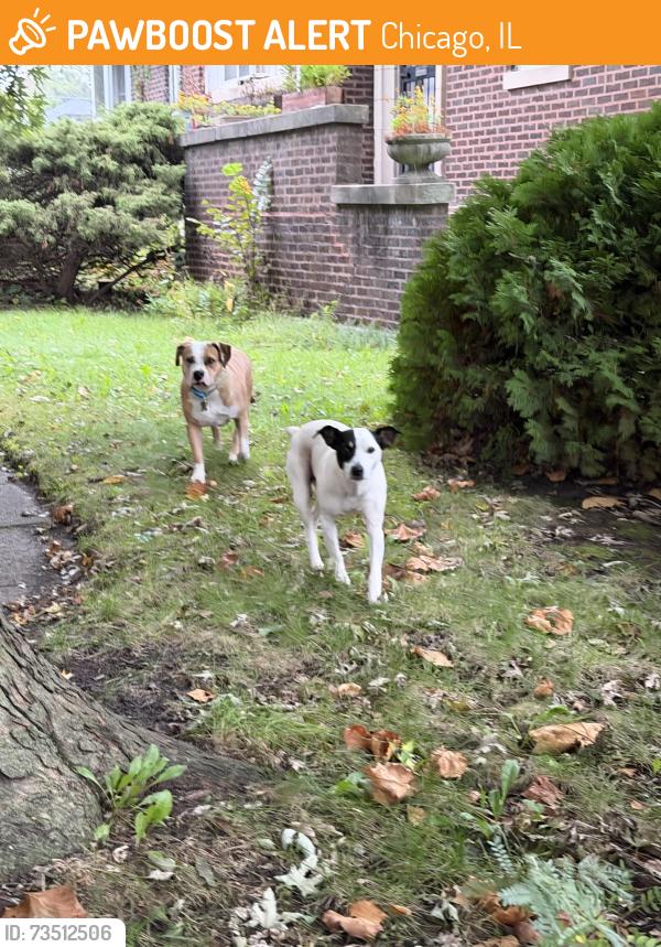 Found/Stray Unknown Dog last seen 71st and Crandon, Chicago, IL 60649