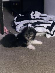 Reunited Female Dog last seen Kate’s trace apmts, Newport News, VA 23608