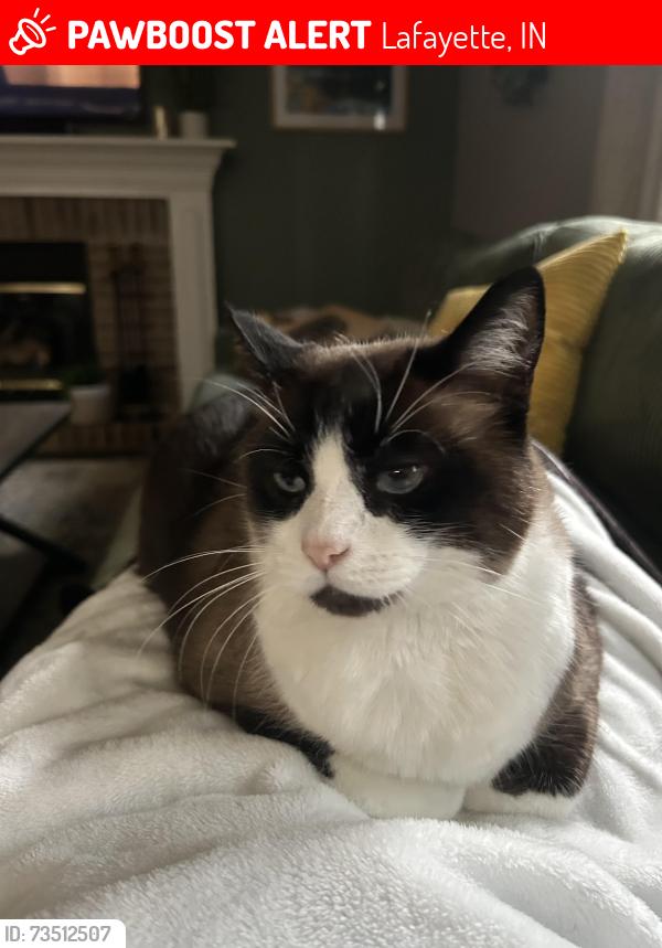 Lost Male Cat last seen Red oaks ct and red oaks drive, Lafayette, IN 47909