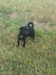Found/Stray Unknown Dog last seen Spring Branch Trail near Alcott, Houston, TX 77080