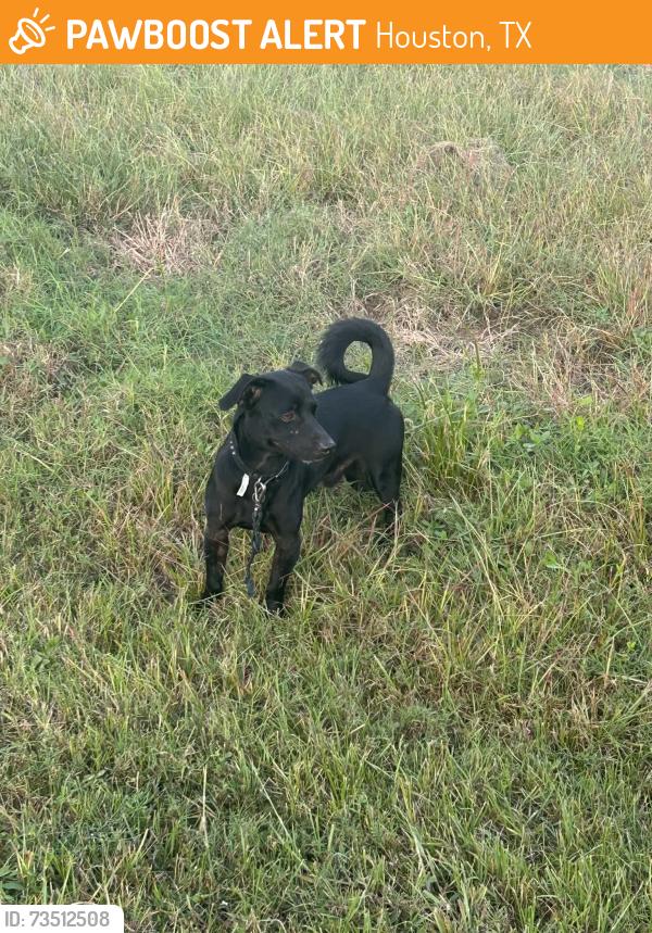 Found/Stray Unknown Dog last seen Spring Branch Trail near Alcott, Houston, TX 77080
