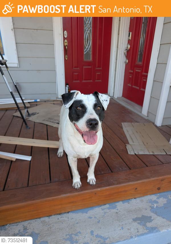 Found/Stray Female Dog last seen Poe Middle School, San Antonio, TX 78210