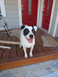 Found/Stray Female Dog last seen Poe Middle School, San Antonio, TX 78210
