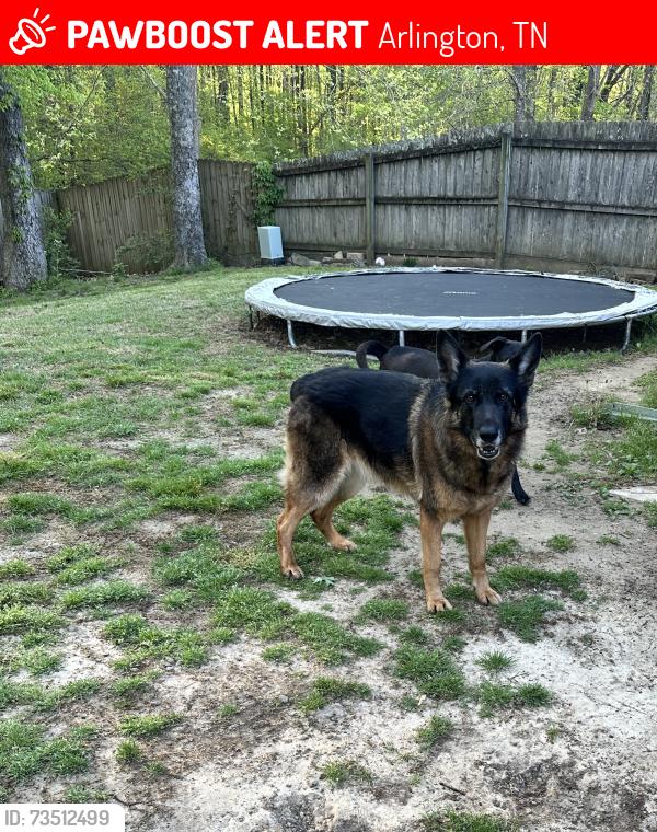 Lost Female Dog last seen Brunswick kitchen, Arlington, TN 38002