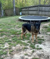 Lost Female Dog last seen Brunswick kitchen, Arlington, TN 38002