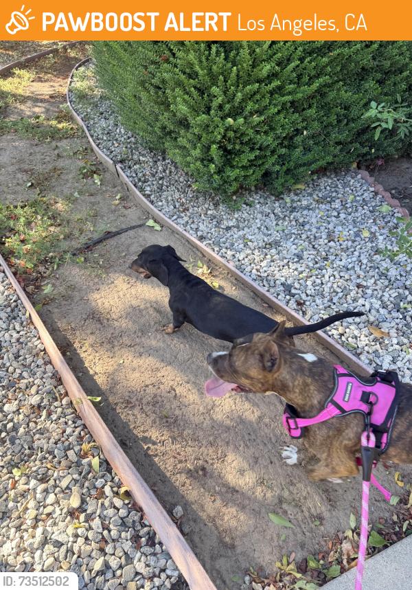 Found/Stray Female Dog last seen Tuba Street, Los Angeles, CA 91344